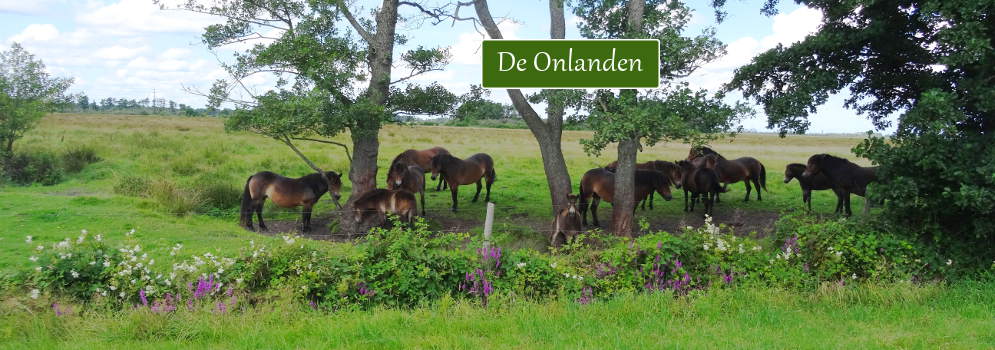 Exmoor Pony's in de natuur van de Onlanden in Drenthe