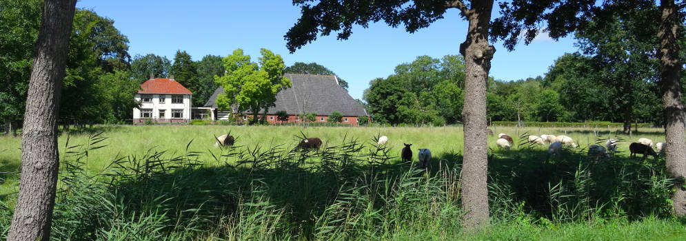 Boerderij en schapen in Wehe-den Hoorn, Groningen