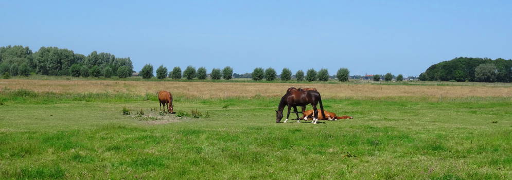 Paarden in de wei bij Biessum, Groningen